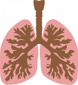 Lungs clipart - Clipground