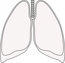Lung clipart - Clipground