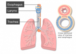 Trachea Choice Image - human anatomy organs diagram