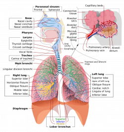 Anatomy Of Right Bronchus – Lifeinharmony