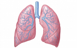 Lungs PNG Transparent Images | PNG All