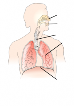 Unlabelled Respiratory System Clip Art at Clker.com - vector ...