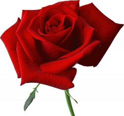A red rose clipart - Clipground