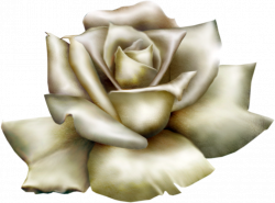 Beautiful White Rose Clipart | Gallery Yopriceville - High-Quality ...