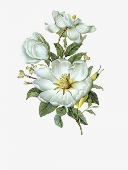 Magnolia, Hand Painted Magnolia, White Magnolia, Elegant PNG Image ...