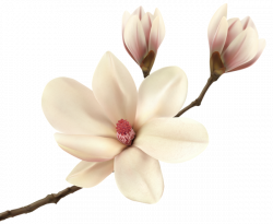 White Spring Magnolia Branch PNG Clip Art Image | Gallery ...