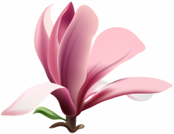 Magnolia Transparent PNG Clip Art Image | Gallery Yopriceville ...
