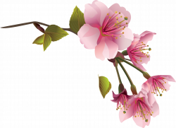 Flower Spring Magnolia Clip art - spring 2783*2016 transprent Png ...