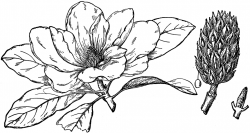 Southern Magnolia Branch Drawing | tattoo ideas | Art ...