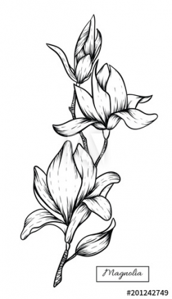 Magnolia flowers drawing.Vector, illustration and clip art ...