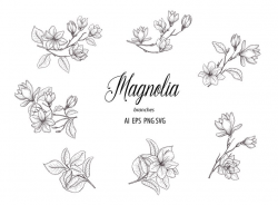 Botanical Magnolia Clipart Hand Drawn Floral Branches Leaves Flower Wedding  Foliage Spring Decorate Collection Vector Line Set PNG EPS SVG