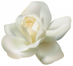 Beautiful White Rose PNG Clipart Image | Gallery Yopriceville ...