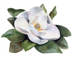 Magnolia Clipart - Instant Download - Magnolia flower, Green ...