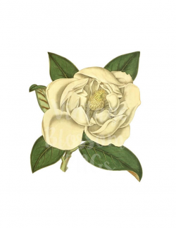 Magnolia Clipart PNG JPG Flower Illustration Clipart Illustration, Digital  Download PNG Illustration, Digital Graphic, Botany Clipart - 1122