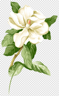 Painted white jasmine material, white Magnolia flower ...