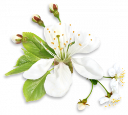 Gallery - Spring PNG