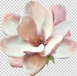 Magnolia Flower Drawing Stock Photography PNG, Clipart ...
