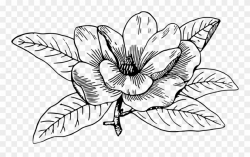 Flower Line Art 28, Buy Clip Art - Magnolia Flower Big ...