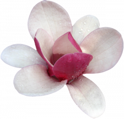 Magnolia Flower Clip art - flower 600*577 прозрачный Png скачать ...