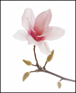 Fascinating Magnolia Spiritual And Flowers Pic For Bunga Lotus Png ...