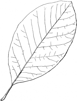 Genus Magnolia, L. (Magnolia) | ClipArt ETC