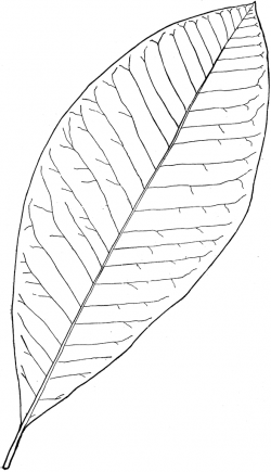 Genus Magnolia, L. (Magnolia) | ClipArt ETC