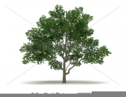 Clipart Of Magnolia Tree | Free Images at Clker.com - vector ...
