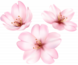 Spring Blooming Tree Flower PNG Clip Art Image | Gallery ...