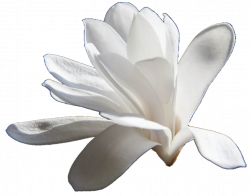 White Magnolia by jeanicebartzen27 on DeviantArt