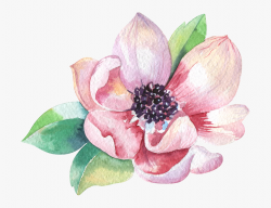 Pink Watercolor Magnolia Flower #2989165 - Free Cliparts on ...