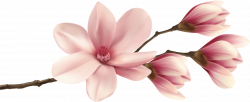 Spring Magnolia Branch Png Clip Art Image - Pink Magnolia ...