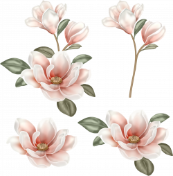 Flower Magnolia Clip art - chinese flower 2607*2657 transprent Png ...