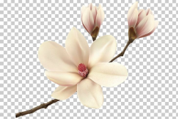 Southern Magnolia Magnolia Fraseri PNG, Clipart, Blossom ...