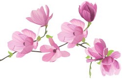 Flower Clip art - Spring Tree Flowers PNG Clip Art Image 8000*5184 ...