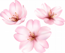 HD Spring Blooming Tree Flower Png Clip Art Image , Free ...