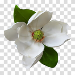 Magnolia Flower Painting transparent background PNG cliparts ...