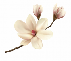 White Spring Magnolia Branch Png Clip Art Image - Magnolia ...