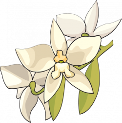 Magnolia Clipart at GetDrawings.com | Free for personal use Magnolia ...