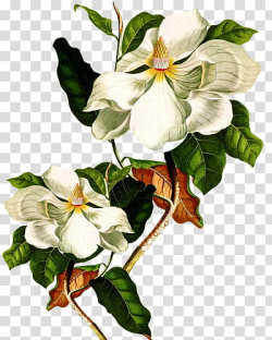Flores, white magnolia flower transparent background PNG ...