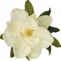 cropped-Magnolia-flower.png