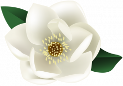 White Magnolia Flower PNG Clip Art Image | Gallery Yopriceville ...