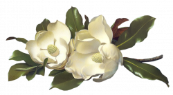 Flowers - Magnolias - Large Image - click to download png - Paint ...