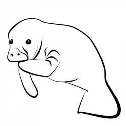 Manatee Clipart Black And White - Vector And Clip Art Inspiration •