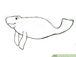 Manatee Sketch at PaintingValley.com | Explore collection of ...