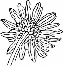 Black And White Sunflower Drawing | Clipart Panda - Free Clipart Images