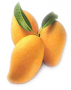 Free Mango Clipart - Clipart Picture 6 of 9