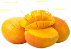 Authentic Alphonso mangoes from India - Indian Alphonso mango ...