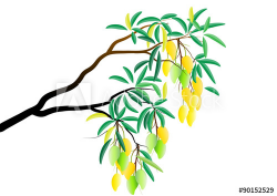 Mango tree branch with fruit on white background,Vector ...