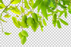 Fruit Leaf Mango Pudding PNG, Clipart, Branch, Branches ...