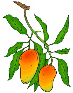 Mango on the Branch clipart. Free download. | Creazilla